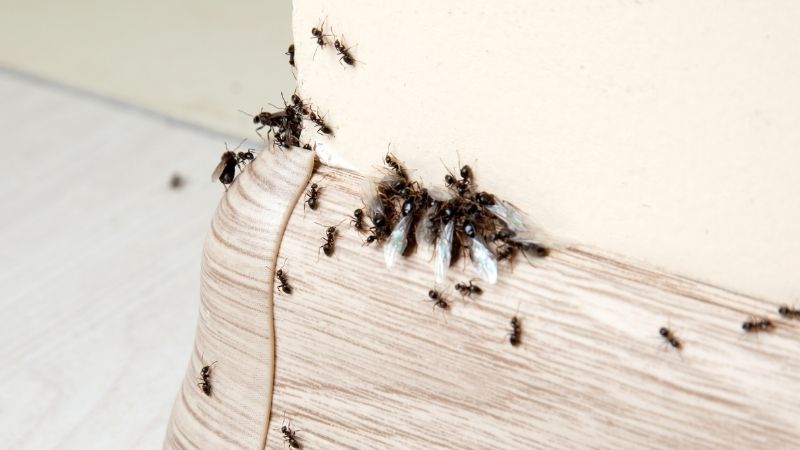Ameisen in der Küche: Ursachen und Beseitigung